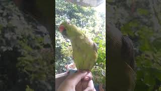 parrot birds cute pets parrottalking [upl. by Edra]