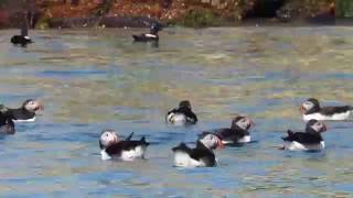 Atlantic puffins Fratercula arctica Petit Manan Island Maine June 16 2016 [upl. by Gibeon183]