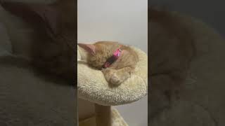 cat catlover kitten youtube persiancat indiancat meow [upl. by Aneetsyrk]