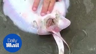 Incredible moment stingray gives birth to two baby rays on a beach [upl. by Vida]