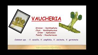 Xanthophyceae  Vaucheria Dr RMS [upl. by Curtis]