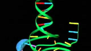 Transcripción del ADN [upl. by Ylrebmic]