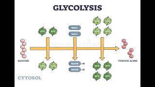 1 Carbohydrates GLYCOLYSIS شرح بالعربي [upl. by Iht]