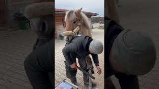 hufschmied war heute bei meinem pferd hufeisen horse pferdetraining pferdesport equestrian [upl. by Foss]