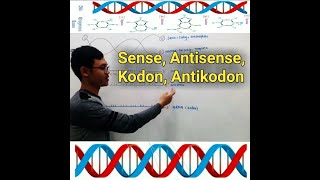 Sense Antisense Kodon Antikodon  Kelas 12 [upl. by Poppo]