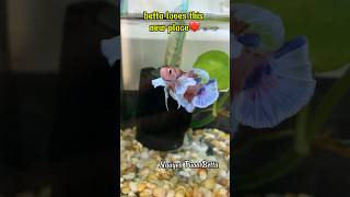 new home betta fish🤩betta bettafishtank aquarium [upl. by Nosliw]