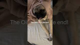 youtubeshorts fypシ゚ doglover dogs puglife pugg dogowner pugs puppy dogshorts sleep [upl. by Andel]