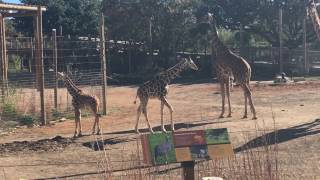 Giraffe herd tries the mannaquin challenge [upl. by Ettenwahs]