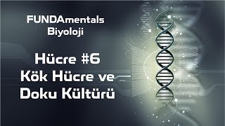 Hücre 6 Kök Hücre ve Doku Kültürü [upl. by Euton]