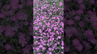 Gypsophila paniculata 滿天星 宿根草 花 花語 gypsophila [upl. by Osmund]