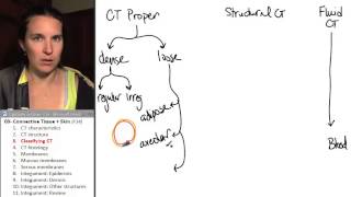 Connective tissue amp integument 3 Classifying CT [upl. by Eira]