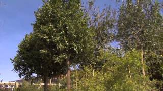 How to Choose The Right Shade Tree in Las Vegas NV [upl. by Schrader]