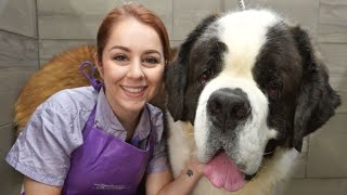 This St Bernard is MASSIVE  200lbs [upl. by Heurlin]