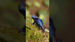 Dendrobates tinctorius Azureus dendrobates terrarium frog florarium [upl. by Modeerf]