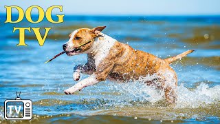 NEW  12 Hours of Best Relaxing Music for Lonely Dogs Dog TV amp FastBoredom Busting Video for Dogs [upl. by Sisto]