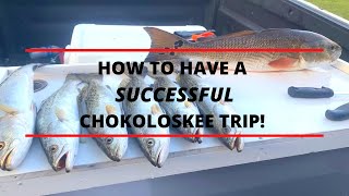 Chokoloskee fishing Tips and advice for a great day of fishing [upl. by Lauzon813]