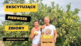 2 Ekscytujące pierwsze zbiory naszych CYTRYN 🍋 [upl. by Annelak]