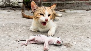 Man Saves Dying Baby Kitten After Crying Mother Cat Desperately Begs For Help [upl. by Otsirave69]