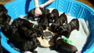 4 week old Boykin Spaniel Puppies  Dinner time [upl. by Yetta960]