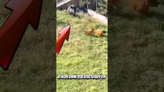 Cane Corso vs Warzenschwein – Kann der Cane Corso gewinnen 😱 [upl. by Eisac]