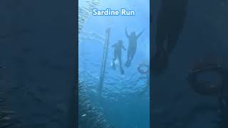 Sardine Run [upl. by Rosel]