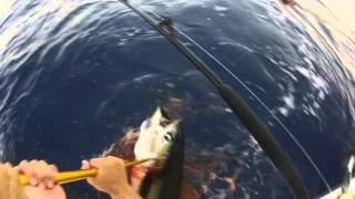 Tuna fishing in the Bahamas with Team Savage [upl. by Fae]