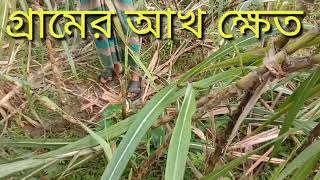 গ্রামের আখ ক্ষেত My Village [upl. by Jedd]