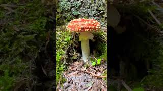 Fly agaric mushroom not edible [upl. by Goer]