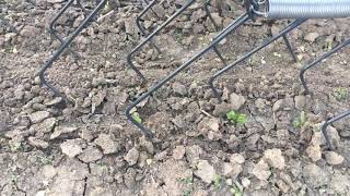 Treffler TS Precision Tine Harrow for breaking a crust in sugar beets [upl. by Rettig46]