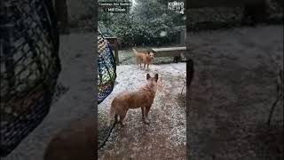 Snow falling in western Washington Thursday [upl. by Nylasej907]