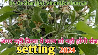 सेब setting के लिए क्या करेकैसे होगी अच्छी सेब setting 2024soil manegementmotivationalpink bud [upl. by Crofton202]