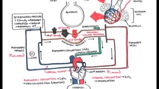 Pulmonary Vascular Physiology Pressure and Hypertension [upl. by Inaffets]