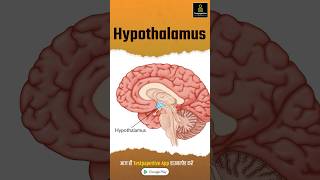 Hypothalamus  Anatomy  Structure  Function  preview hypothalamus anatomy testpaperlive [upl. by Files]