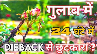 🌹Pruning के बाद 24 घंटे में DIEBACK से पाए छुटकारा [upl. by Nomad]