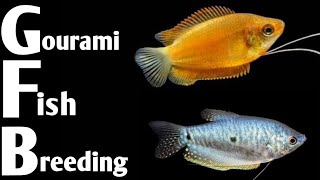 Gourami fish breeding in home aquarium  How to breed Gourami fish in Aquarium [upl. by Klimesh]