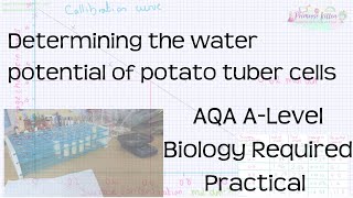 Determining the water potential of potato tuber cells  AQA ALevel Biology Required Practical [upl. by Ecinhoj82]