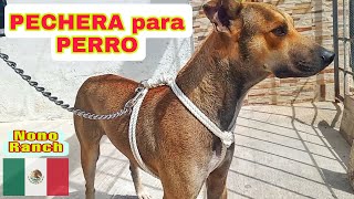 COMO hacer una PECHERA para PERRO [upl. by Arihaj821]