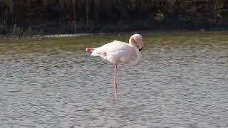 Φλαμίνγκο  Greater Flamingo [upl. by Sello]