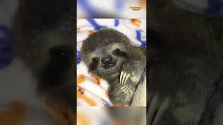 Charming Animals Best Moments of Sheep Sloths Rabbits and Dogs pets cute funnyanimals [upl. by Aicinod926]