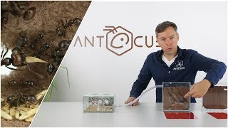 ANTCUBE Starter Set für Ernteameisen  mit Ameisen  Messor barbarus in einer Ameisenanlage [upl. by Ikcaj]