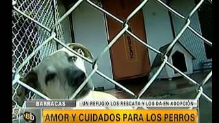 Un refugio para perros en peligro  Telefe Noticias [upl. by Zabrina]