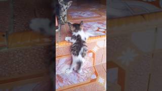 Bocil lucu 🐈😻 shortsvideo kitten [upl. by Thecla]