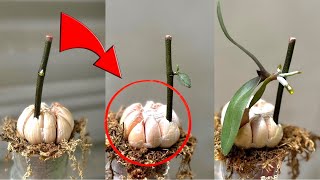 Solo 1 diente de ajo y una orquídea producirán brotes jóvenes y florecerán sin parar de esa manera ‐ [upl. by Aerdnak]