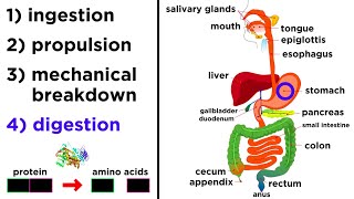 The Digestive System [upl. by Mayne]