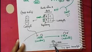 GPCR CAMP pathway cell signaling in hindi [upl. by Ecnav]