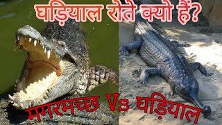 मगरमच्छ vs घड़ियाल। Dfferrnce between crocodile and Gharial [upl. by Audrye]