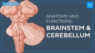 Brainstem and Cerebellum Structure and functions easily explained  Quick Anatomy  Kenhub [upl. by Placia88]