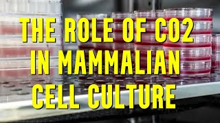 The Crucial Role of CO2 in Mammalian Cell Culture [upl. by Navetse]