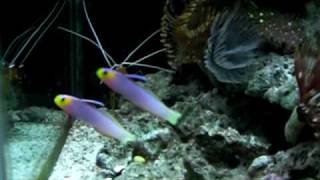 Helfrichi firefish pair [upl. by Aseela]