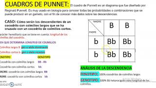 CÓMO ELABORAR CUADROS DE PUNNETT [upl. by Ebba]